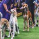 hound group 80x80