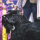 westminster kennel clubb 80x80